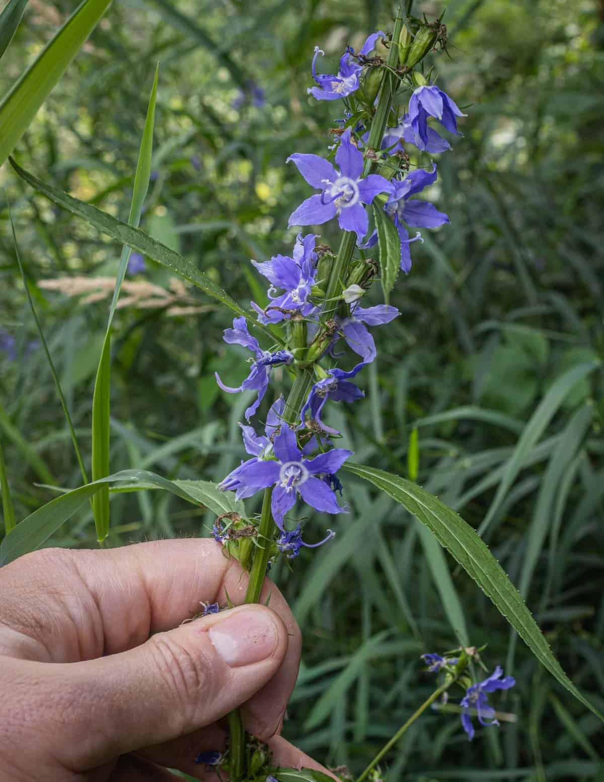 A hand holding the native north american bellflower Campanula americana showing blue flowers on a long flower stalk.