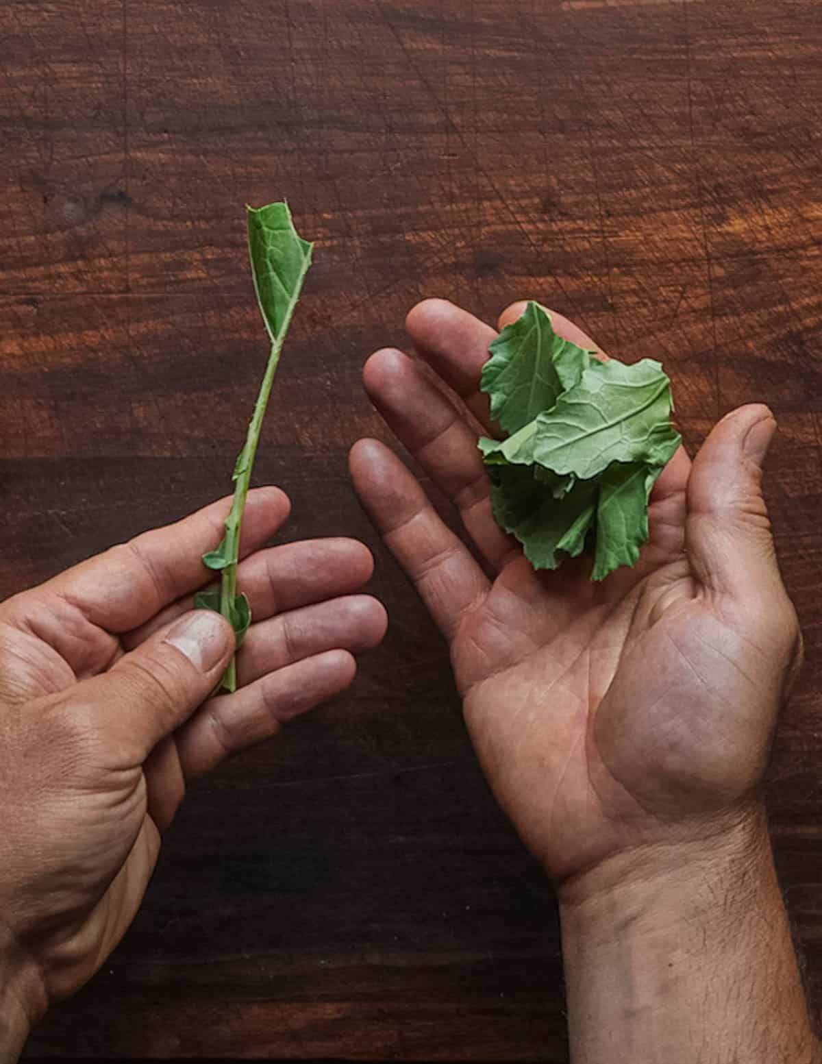 Removing a stem from a wild mustard green.