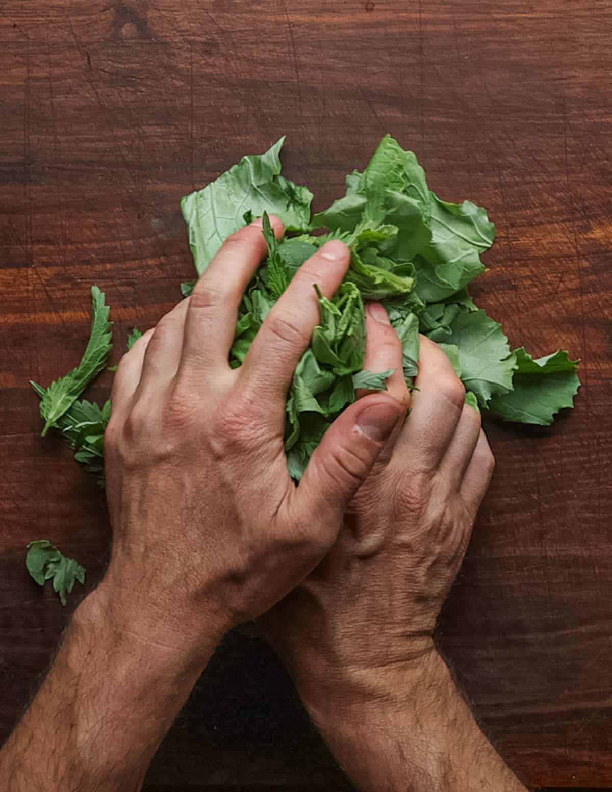 A hand grasping a pile of greens into a ball to make cutting them more efficient.