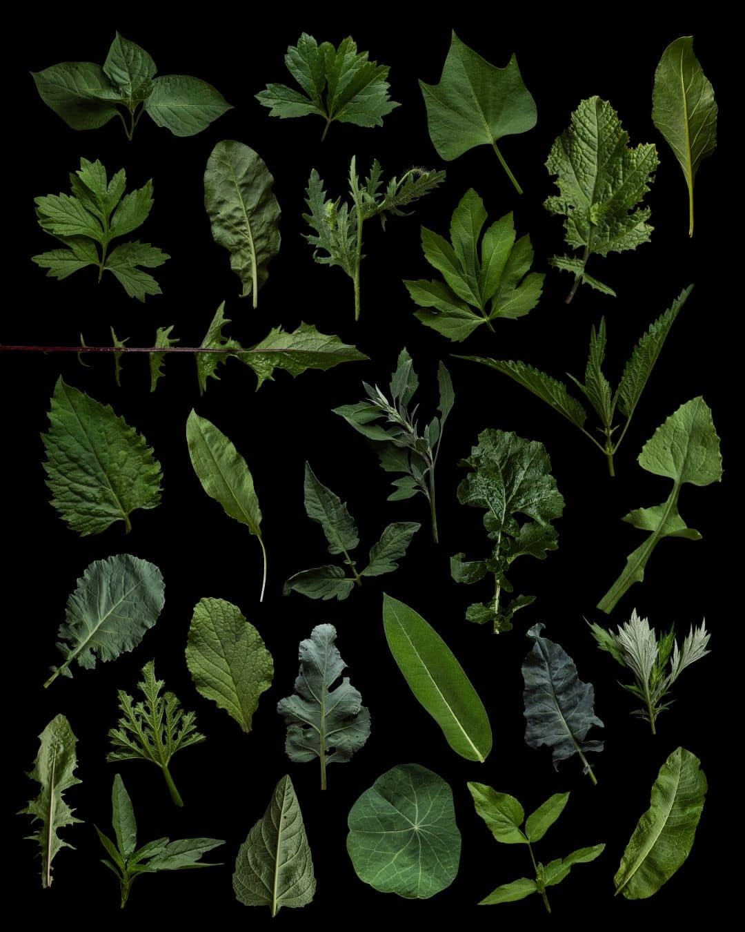 Thirty species of edible wild plants shown on a black background.