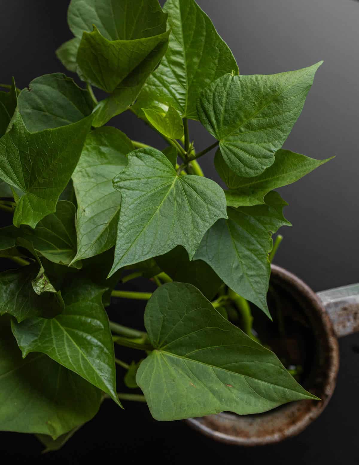 A top down image of fresh sweet potato leaves in a vase on a black table.