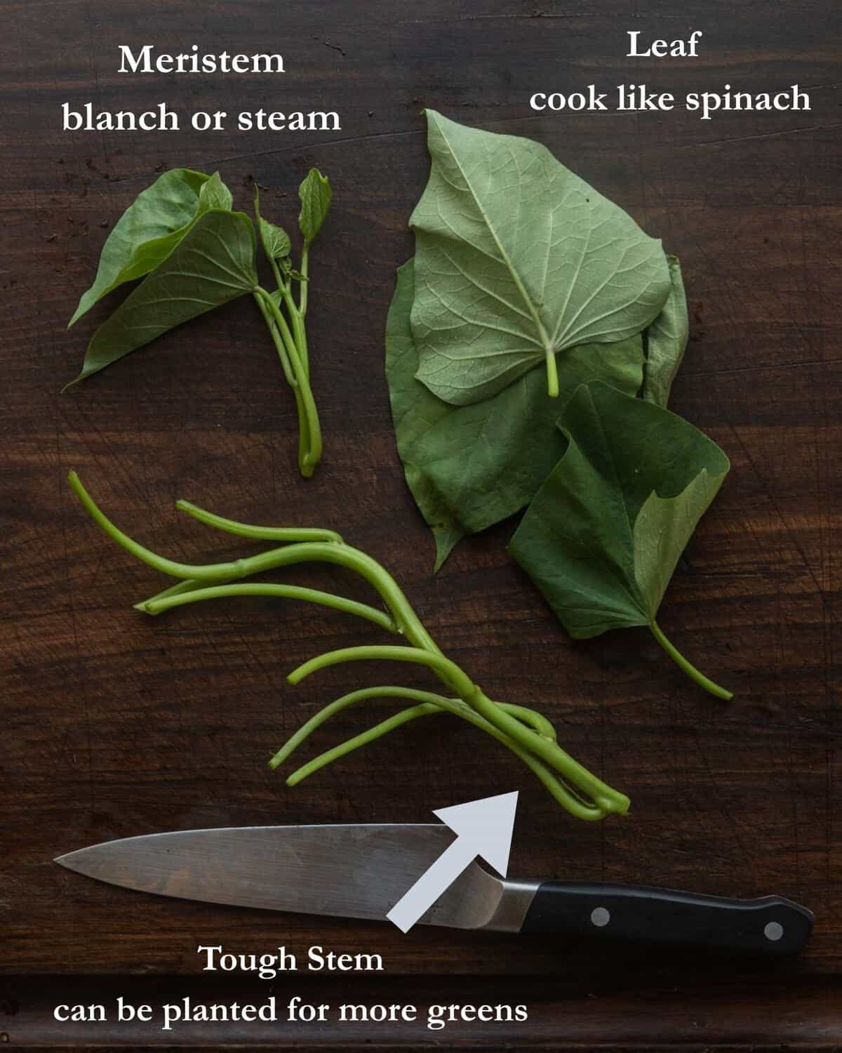 An infographic showing different edible parts of sweet potato vine leaves including the leaf, tender leaf meristem, and tough stems.