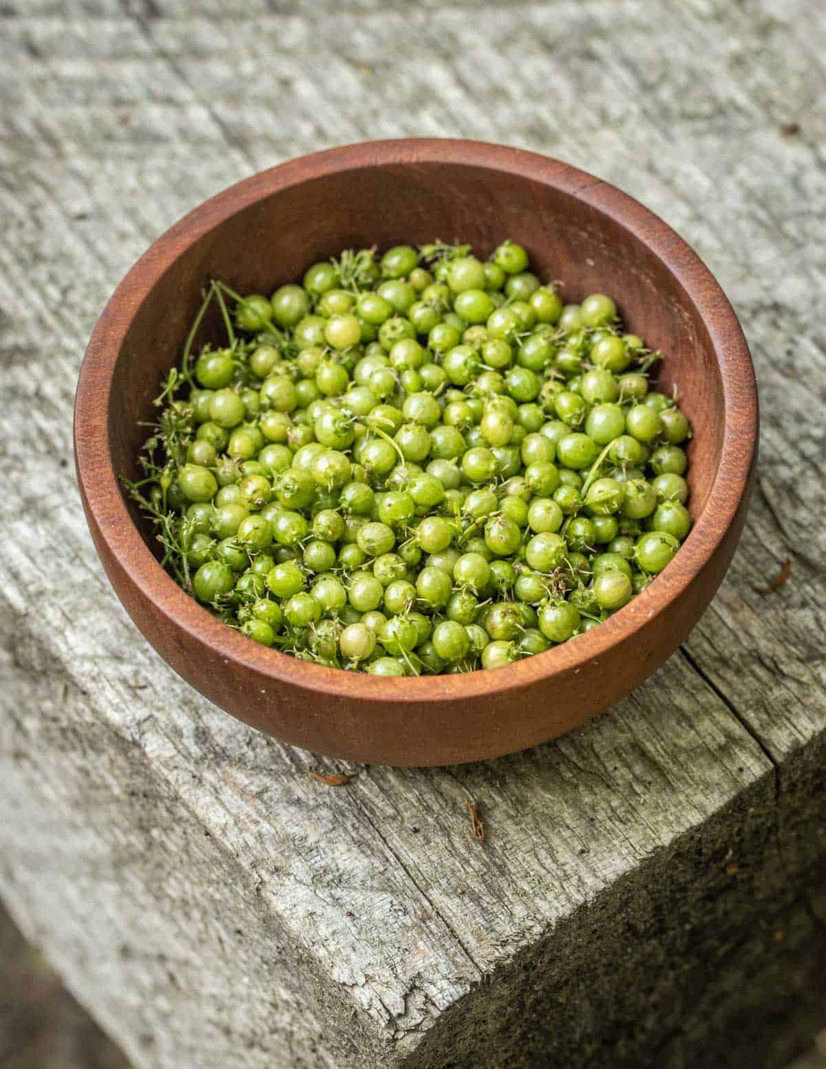 A small bowl of unripe coriander or green cilantro seeds on a grey wood table.