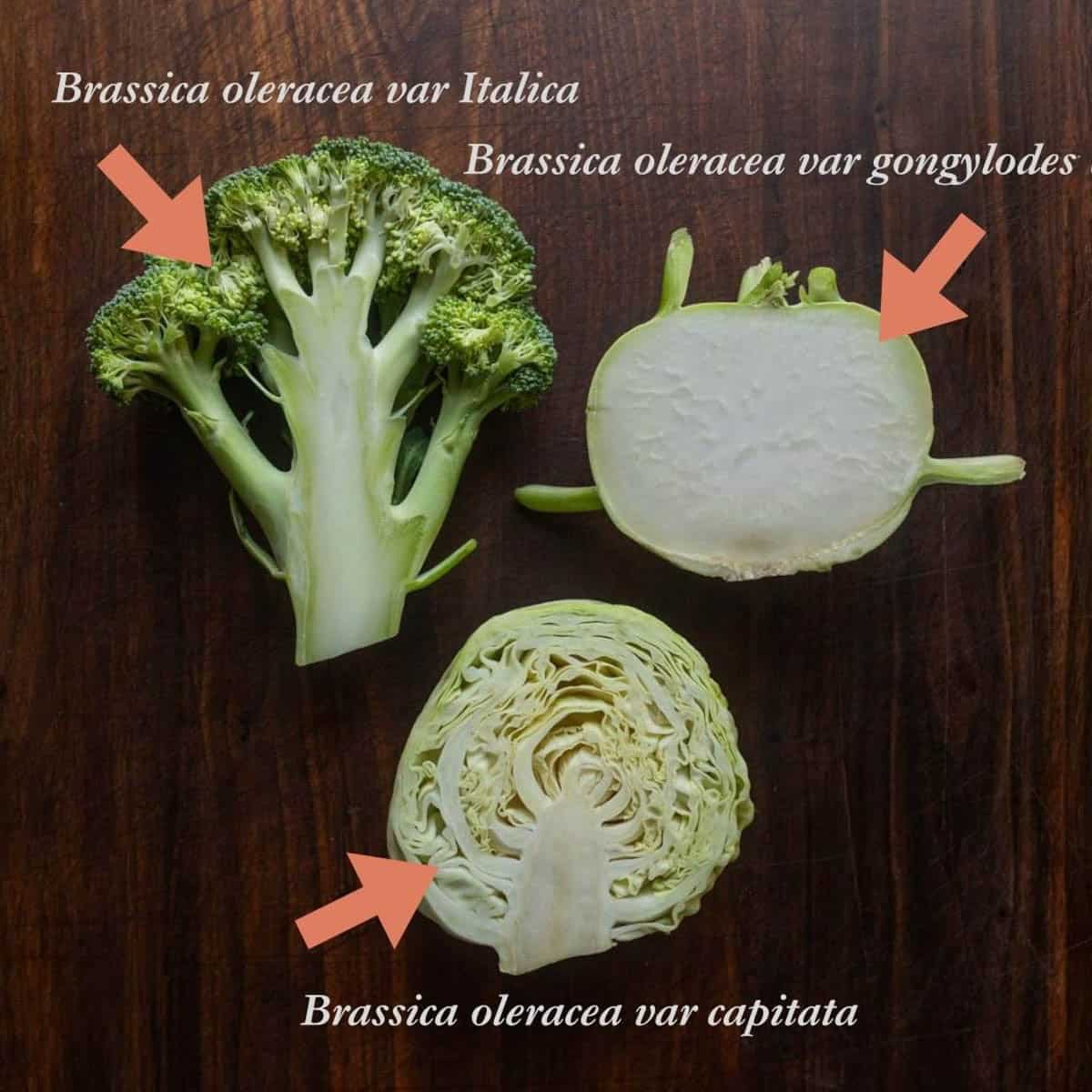 An infographic showing broccoli, kohlrabi and cabbage cross sections to illustrate the similarity of the vegetables as they're all cultivars of Brassica oleracea, the latin name is shown above each vegetable with an arrow pointing to the one each label describes.