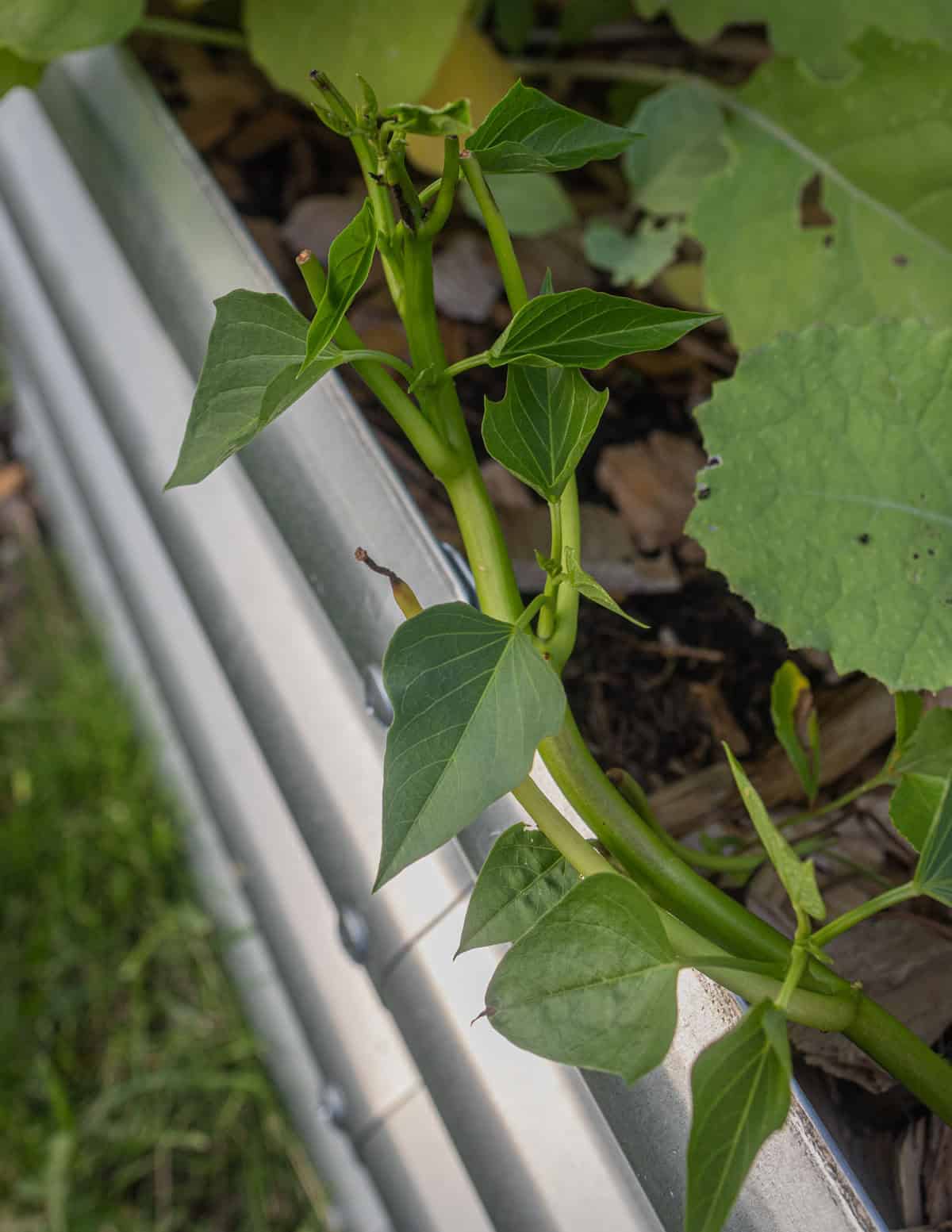 Sweet potato slips planted in a raised bed and beggining to make small leaves.