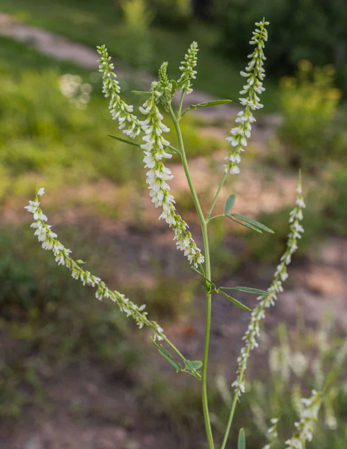 White sweet clover (Melilotus alba) growing outside in a field.