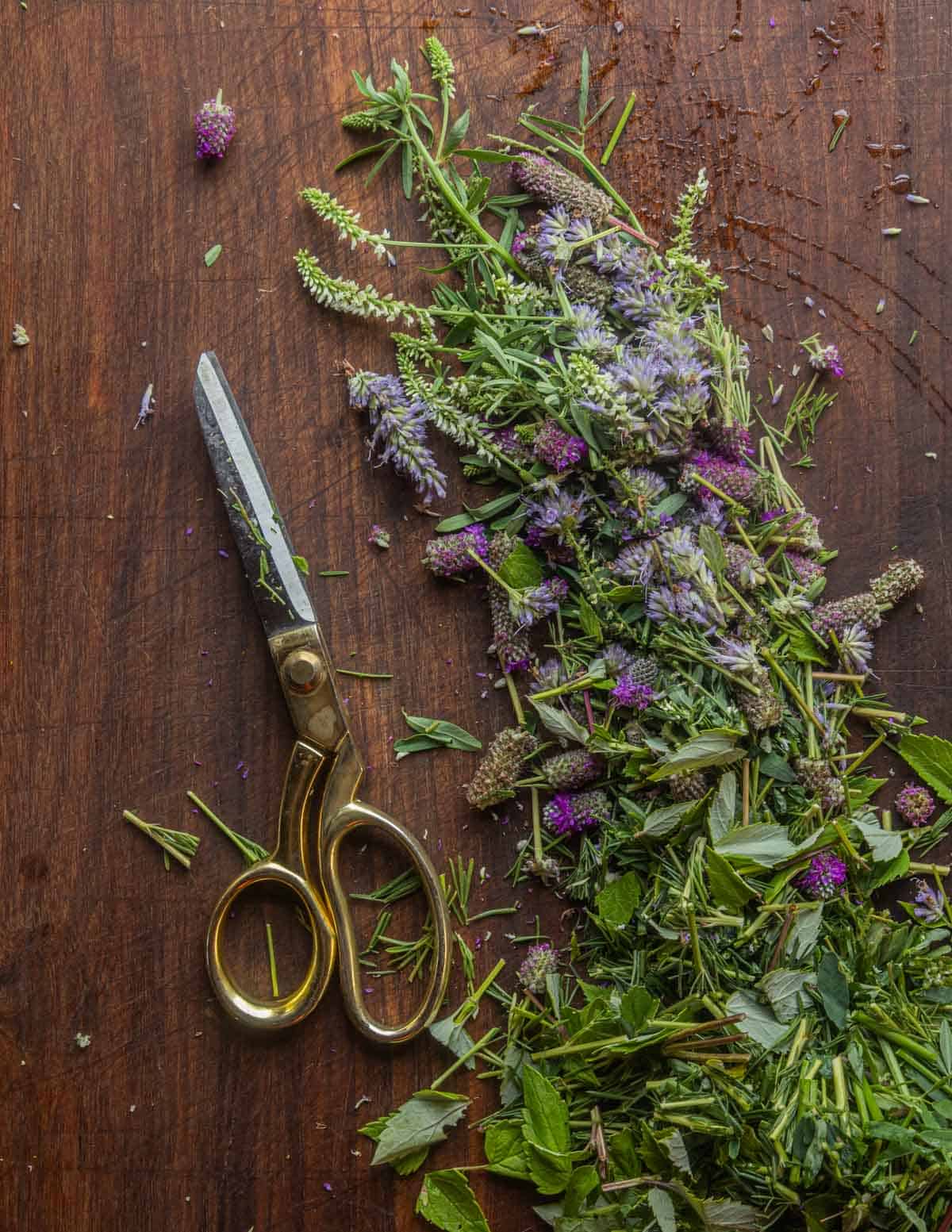 Cutting different types of wild clover for tea on a cutting board with a heavy scissors.