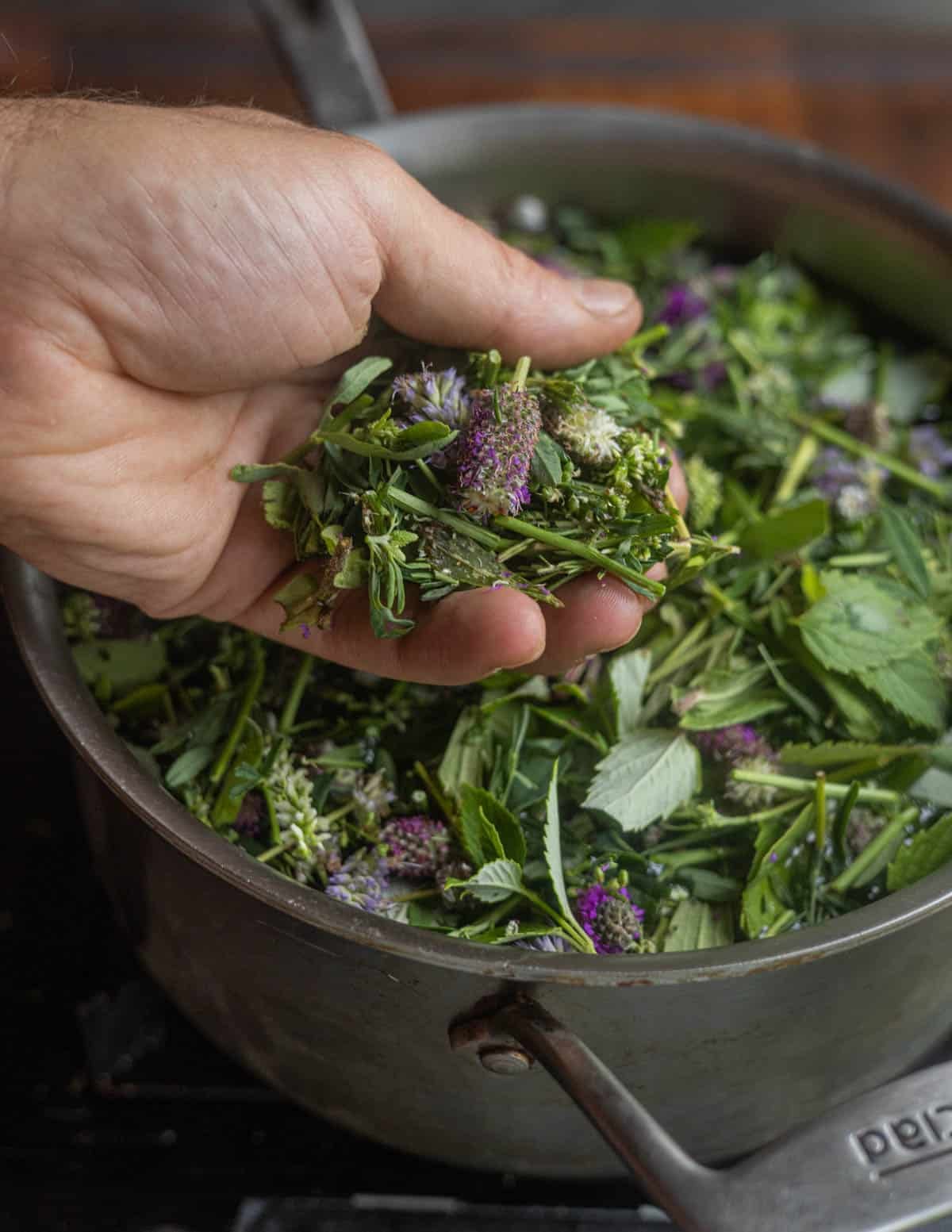 A hand adding cut wild clover to a pot of water to make red clover tea.