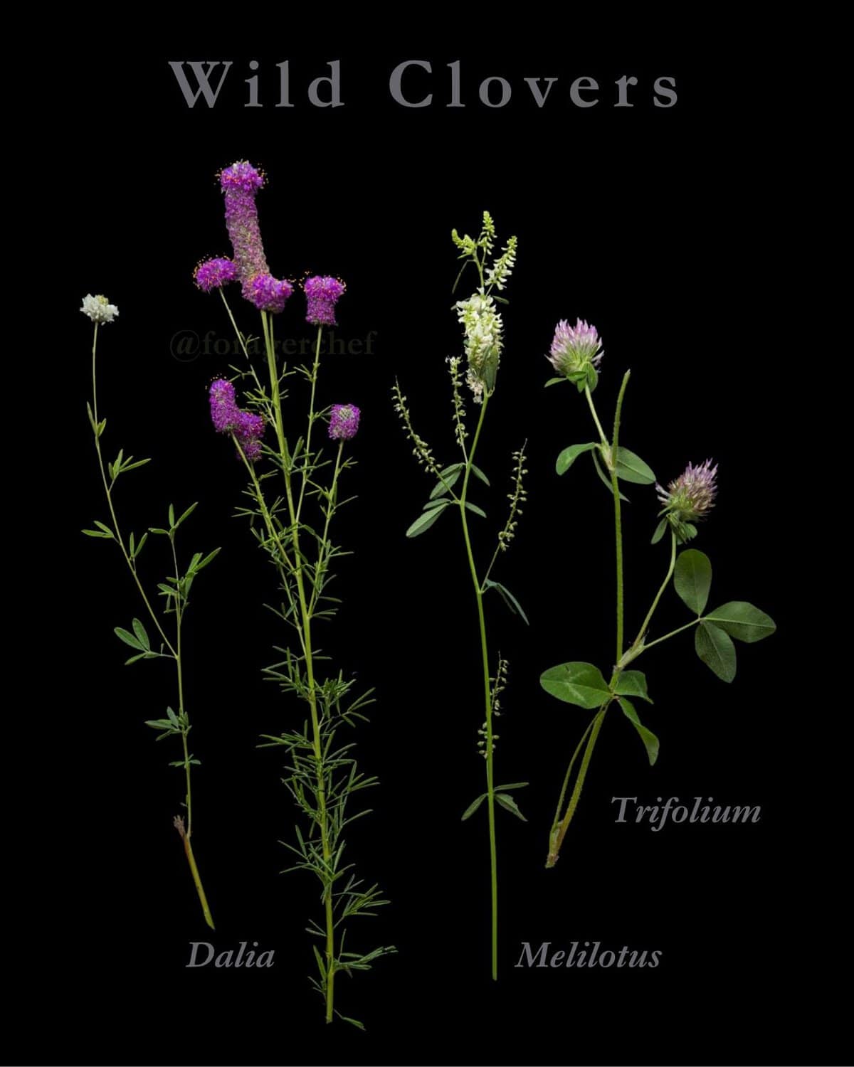 An infographic showing four species of wild clover for tea: purple prairie clover, white sweet clover, red clover, and white prairie clover.