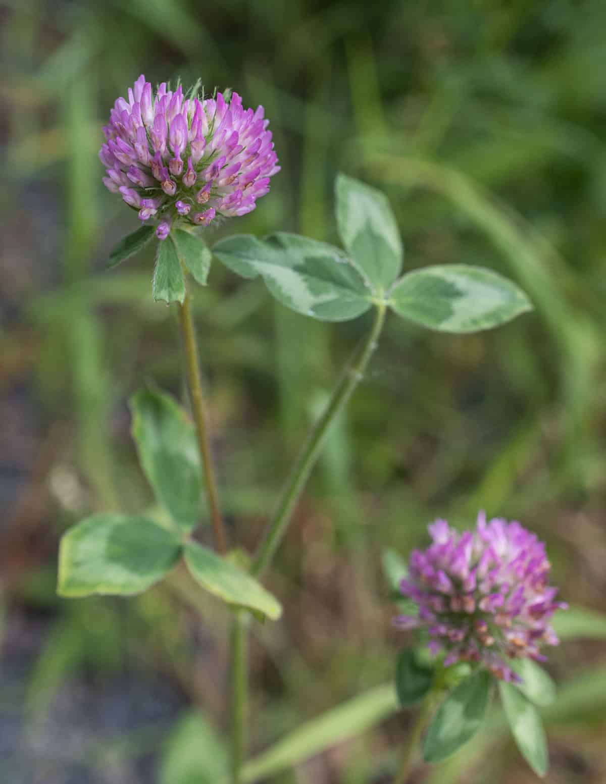 A close up image of Trifolium pratense, or red clover growing outside in a meadow.