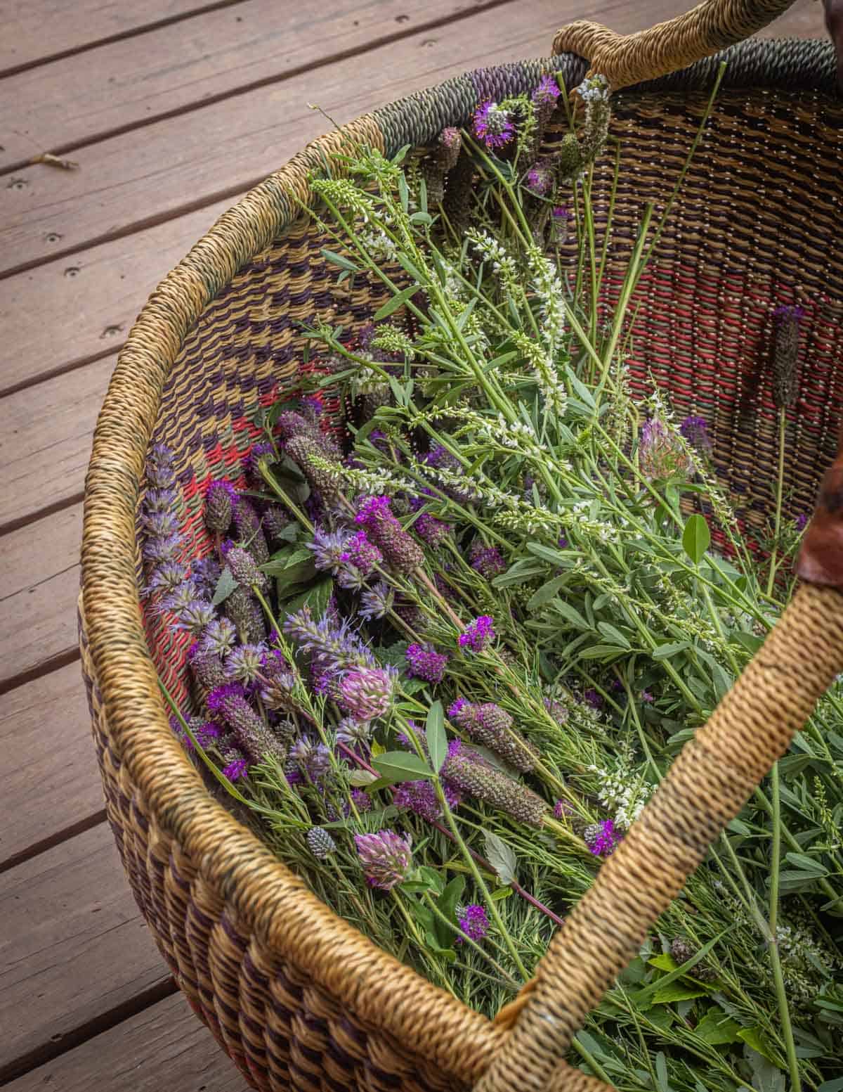 A basket filled with freshly cut types of clover from a meadow in Wisconsin.