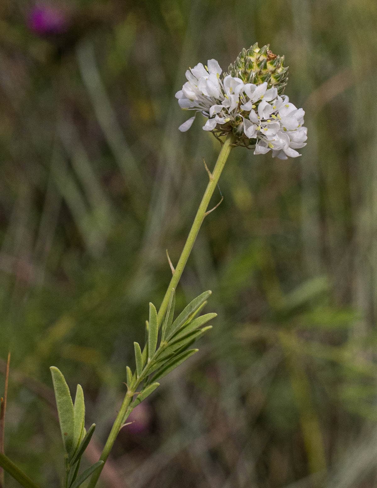 A close up image of white prairie clover (Dalia candida) growing in a field.