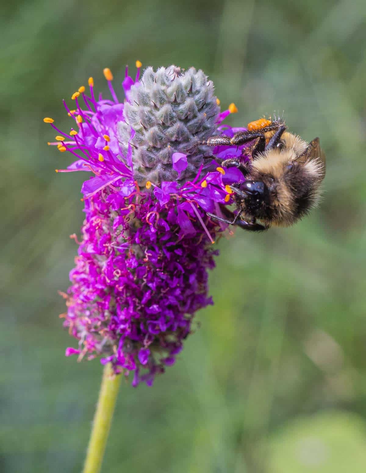 A close up macro image of purple prairie clover with a bee getting nectar from the flowers.