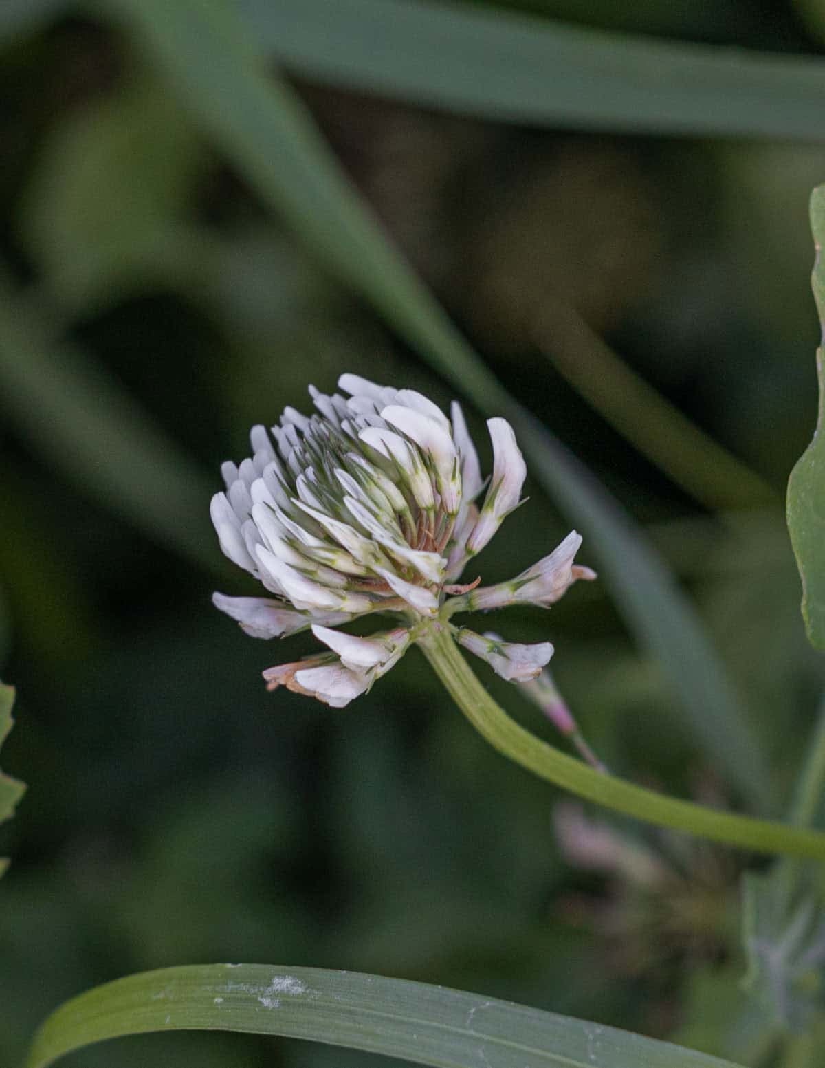 Trifolium ripens, or white clover growing outside in a field.
