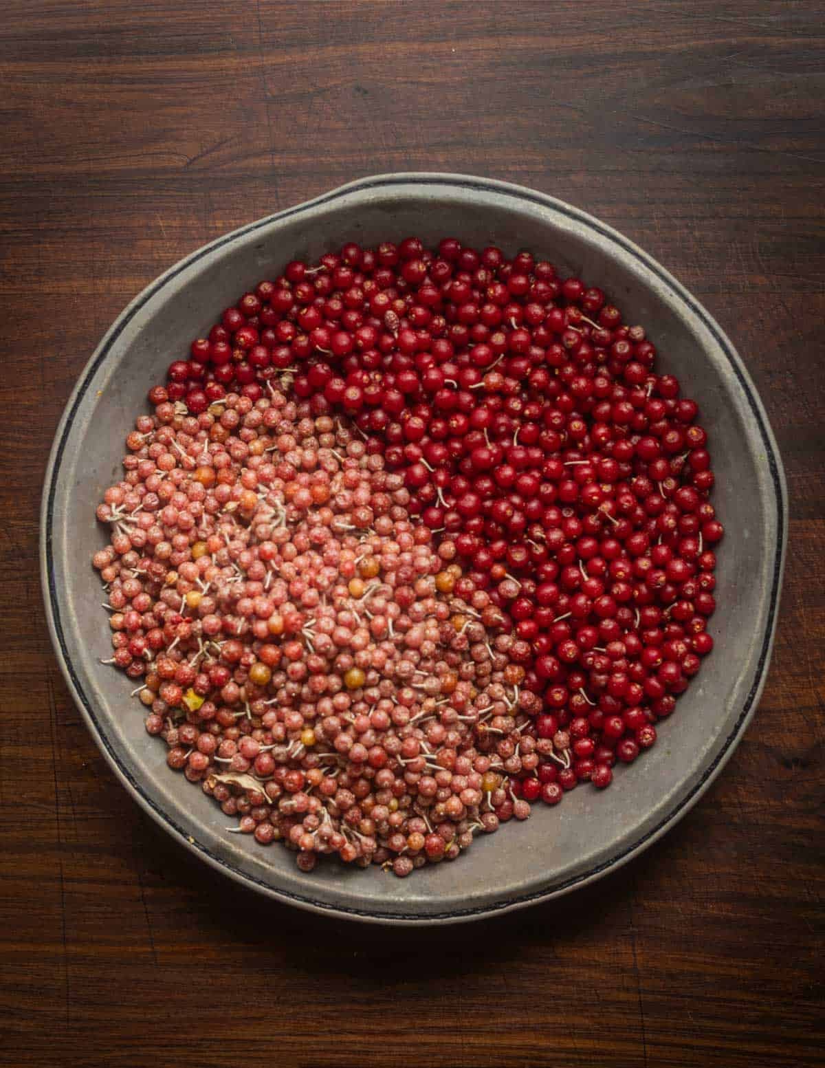 Autumn olive fruit from two different shrubs shown side by side to illustrate differences in flavor from shrub to shrub.