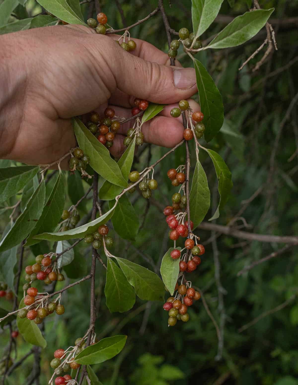 A hand holding a branch of an autumn olive shrub (Elaeagnus umbellata)
