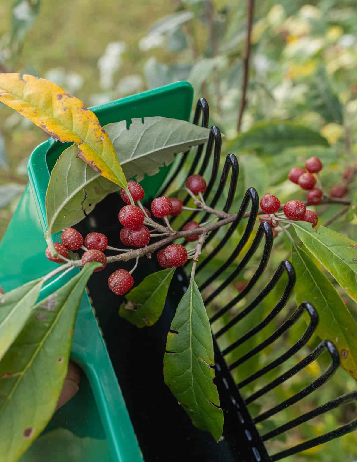 Harvesting autumn olive fruit using a blueberry rake.