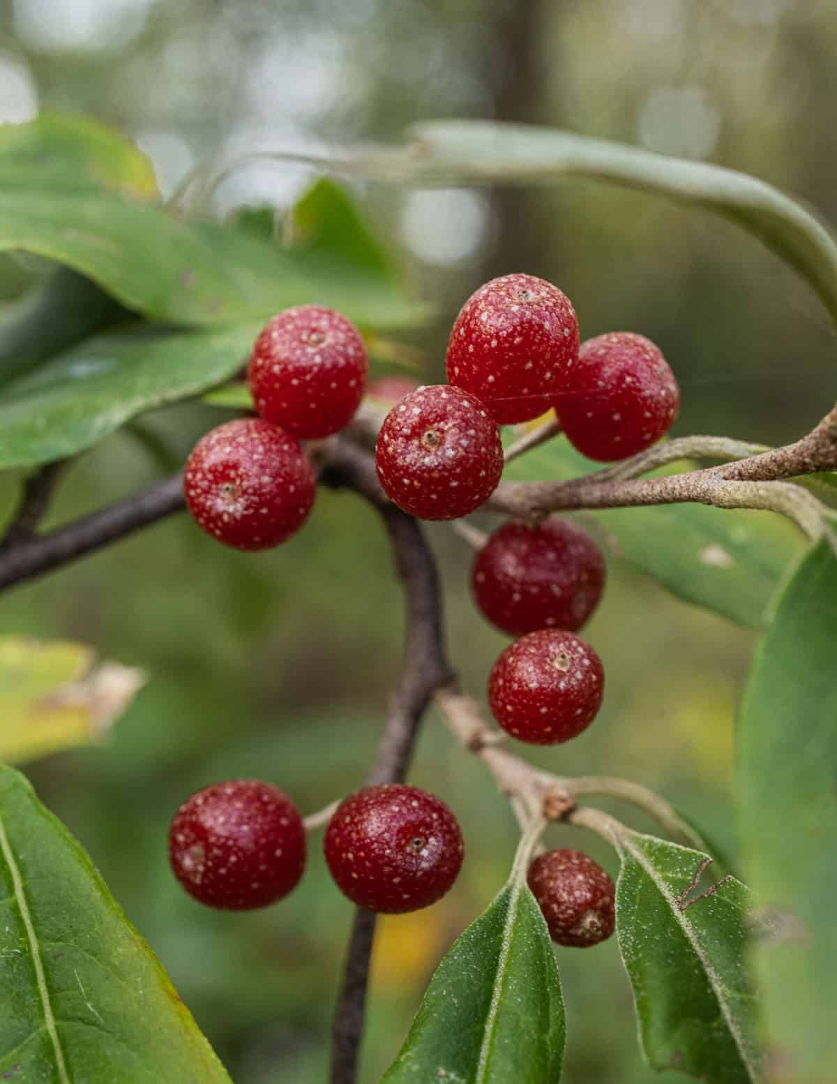 Ripe autumn olive elaeagnus umbellata fruit growing on a shrub in late September in Minnesota.