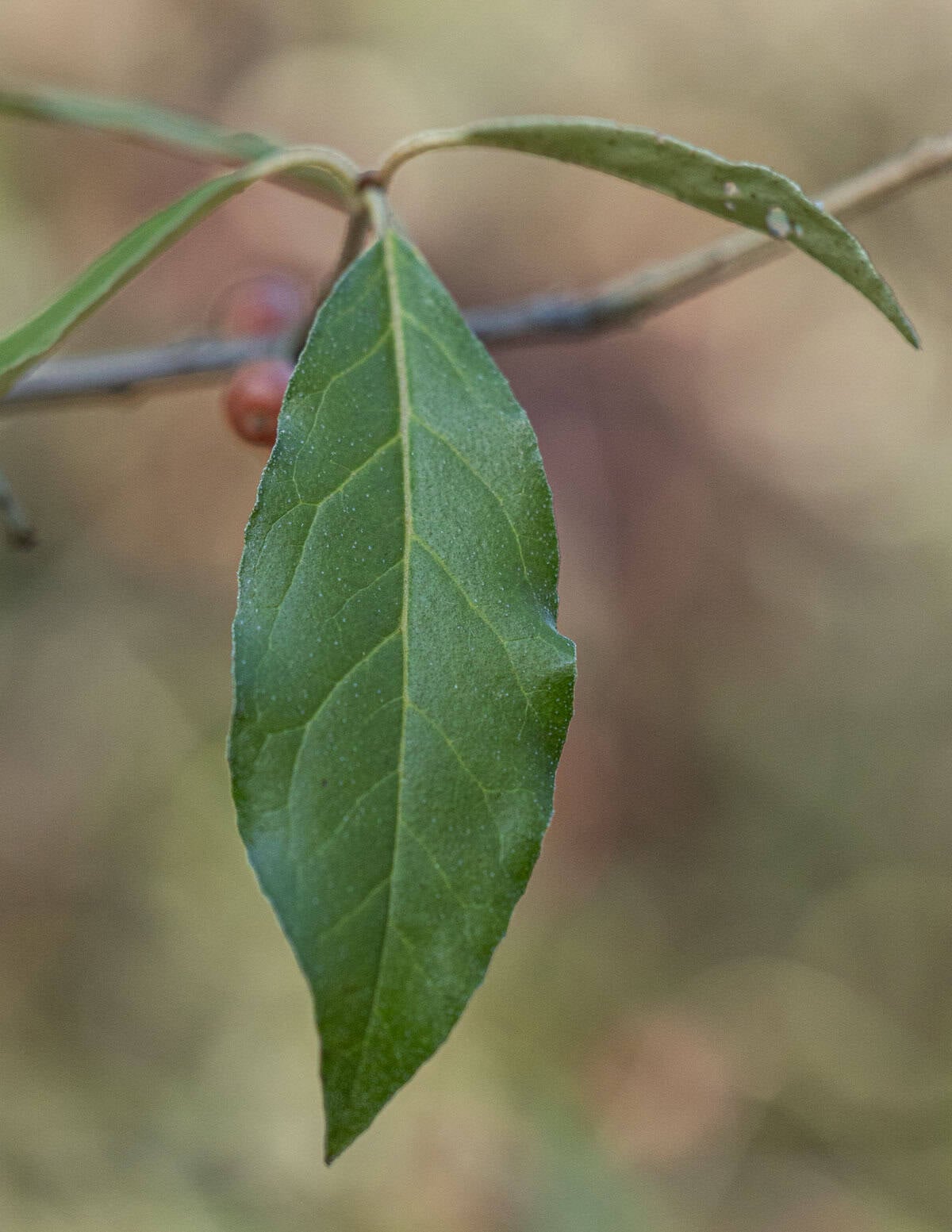 Autumn olive leaves on a branch elaeagnus umbellata