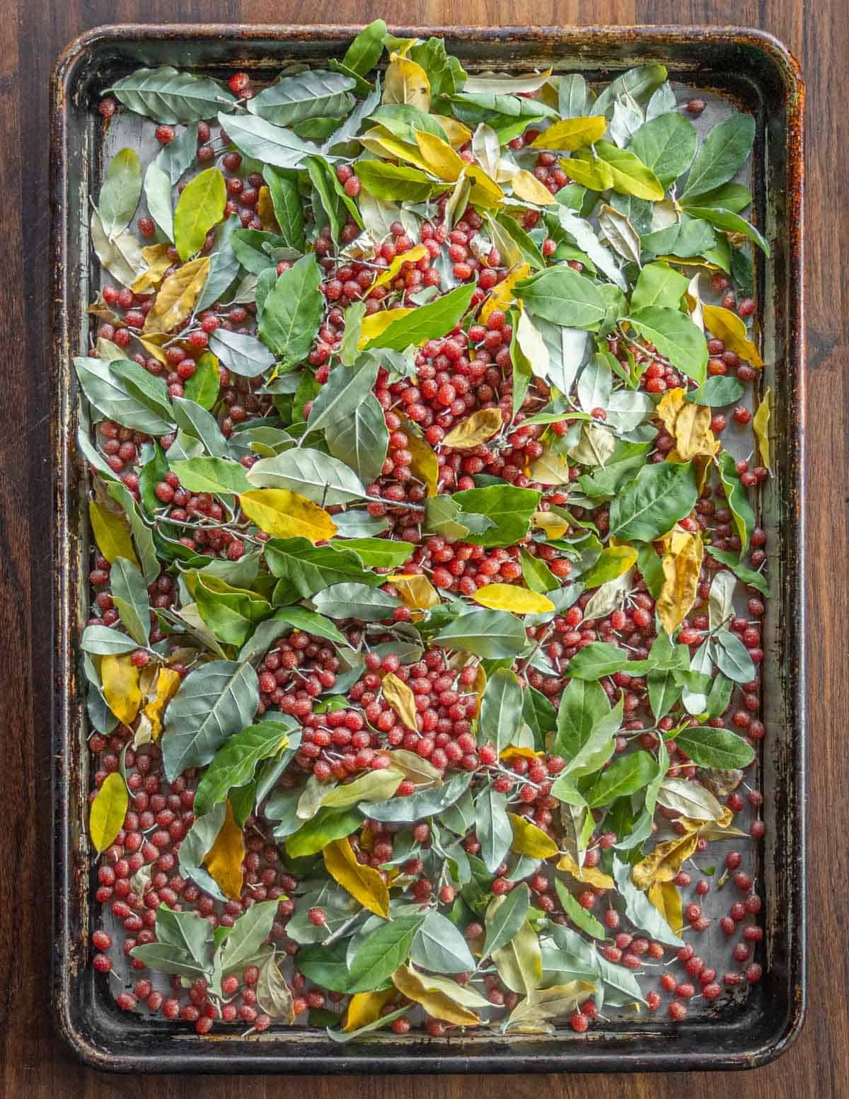 A tray filed with autumn olive fruit and many leaves stripped from the branches before winnowing.