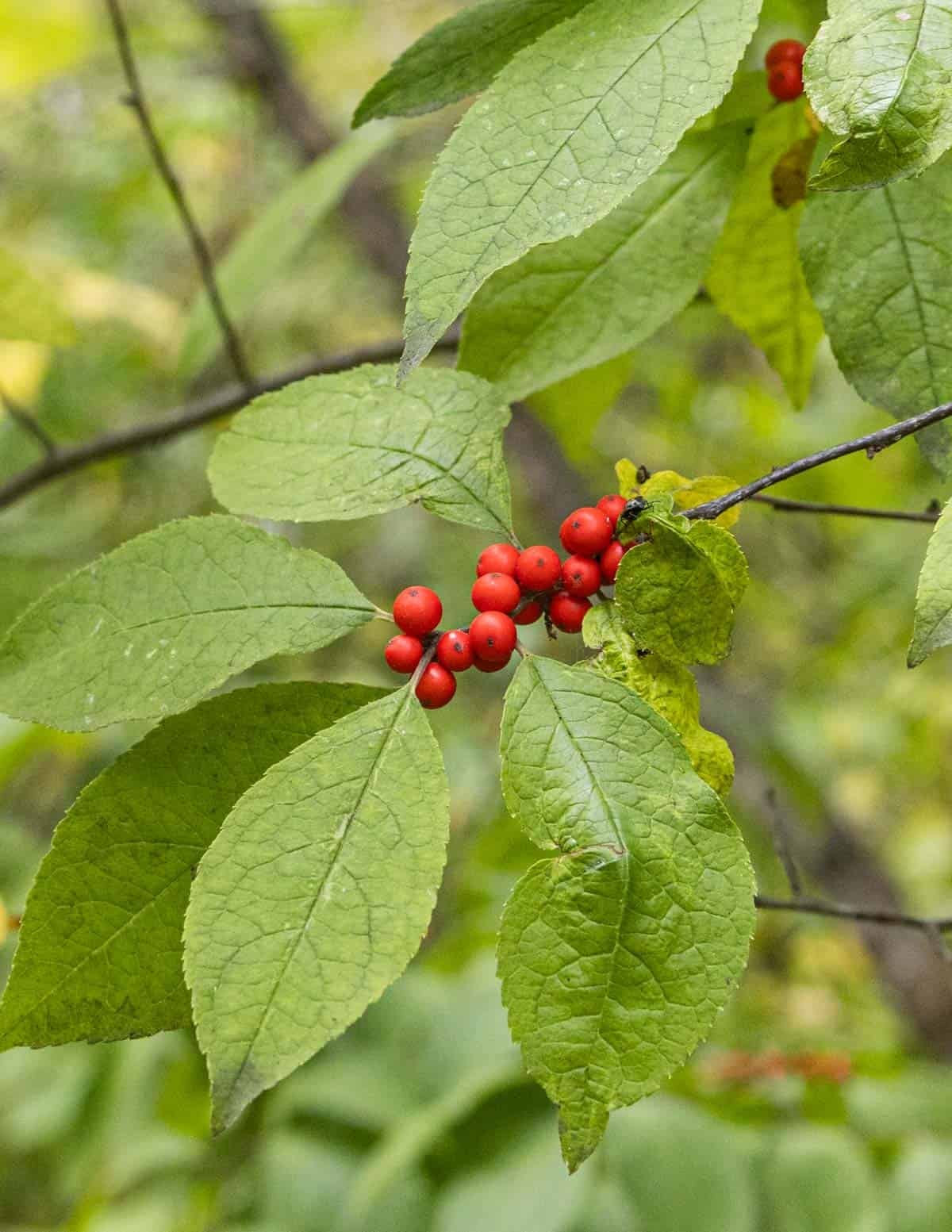 Winterberry (Ilex verticillata) fruit growing on the branch.