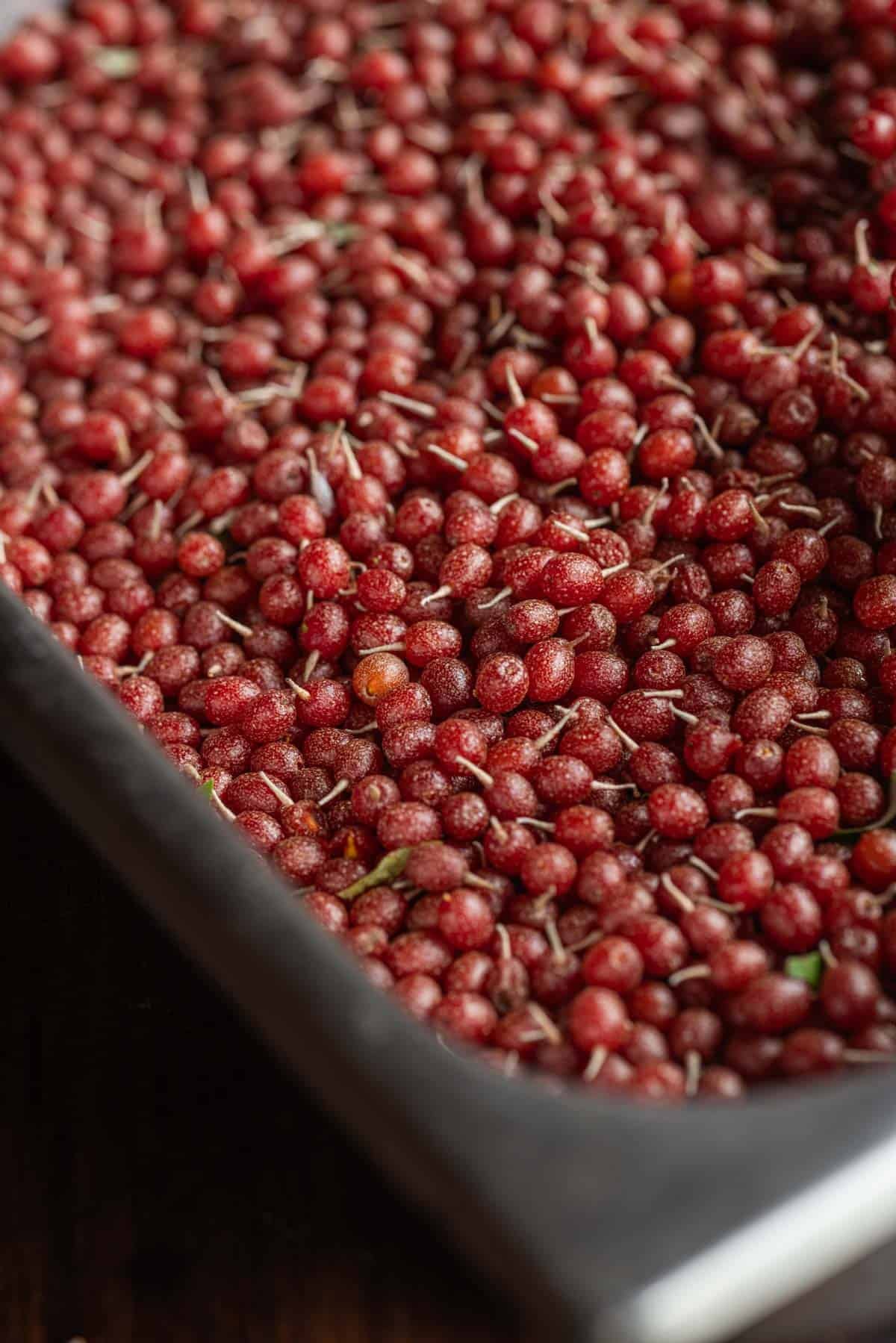 A tray filled with many pounds of ripe autumn olive fruit.