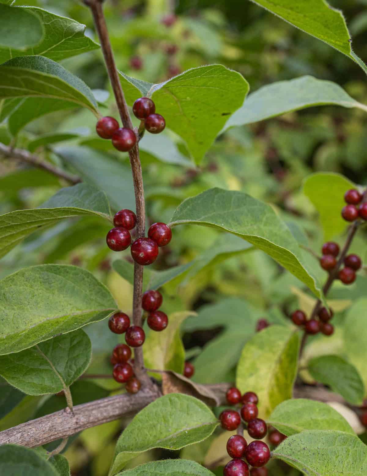 A close up image of invasive honeysuckle fruit growing on the branch.