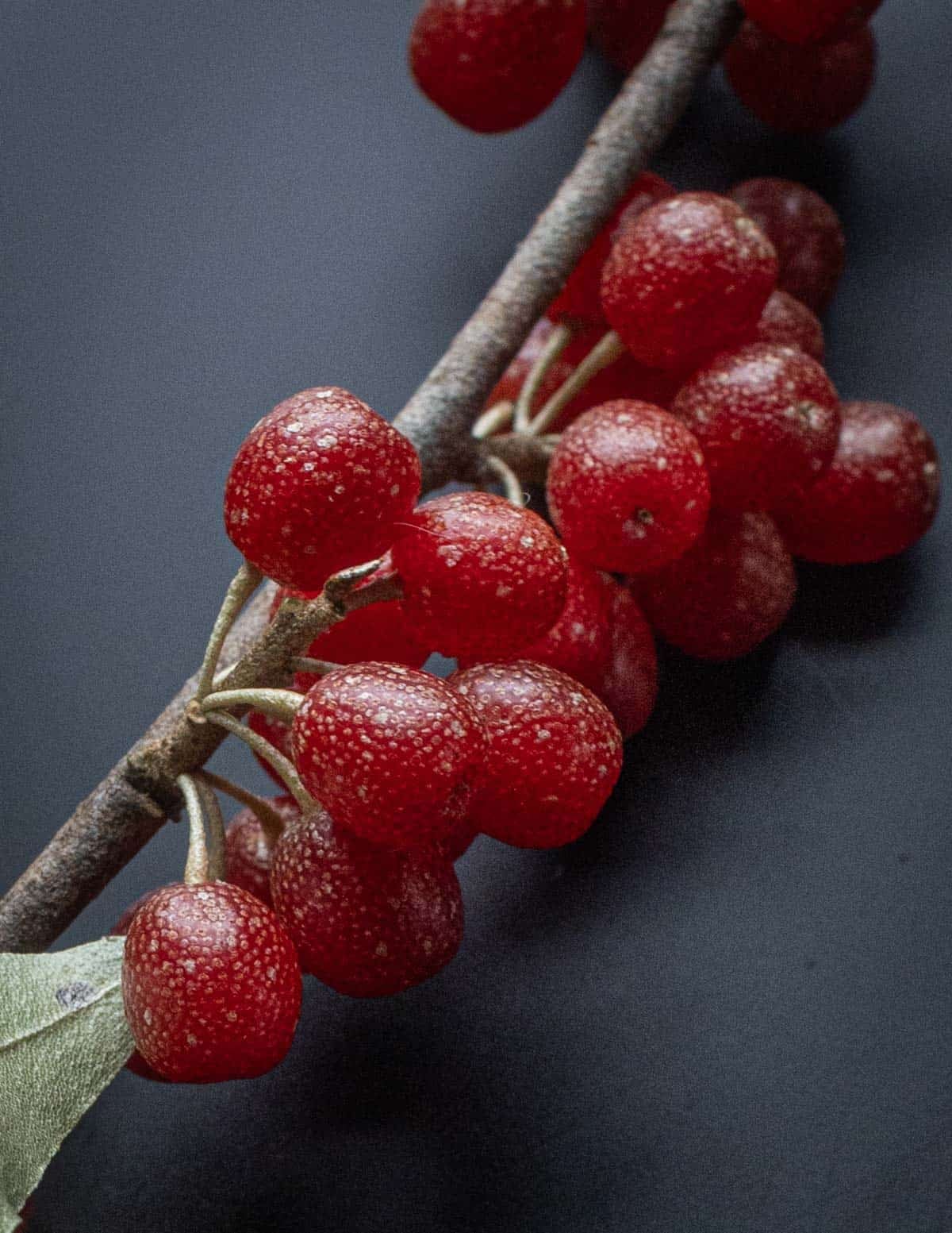 A close up image of autumn olive fruit on the branch showing the silver scales on a black background,