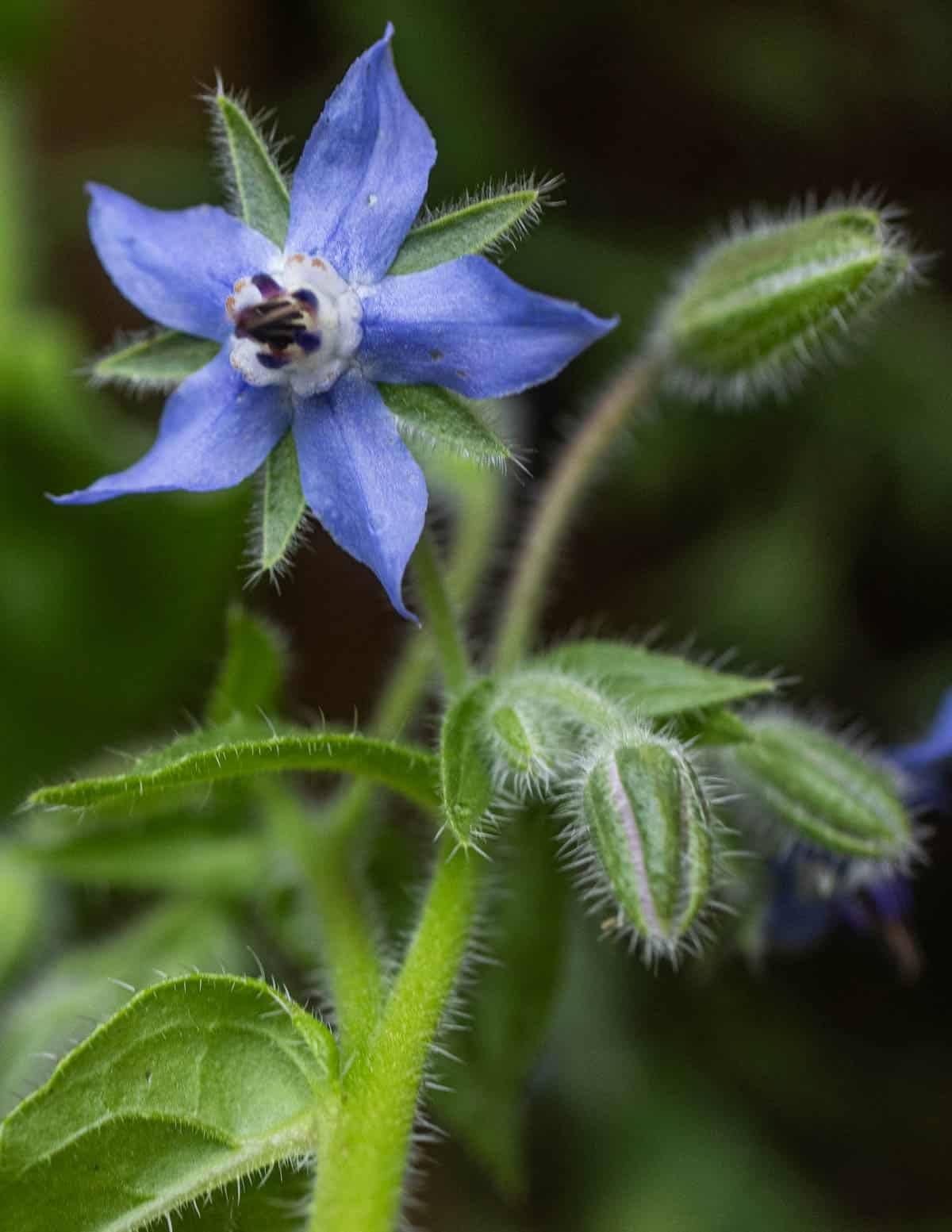 Blue borage flowers growing on a plant.