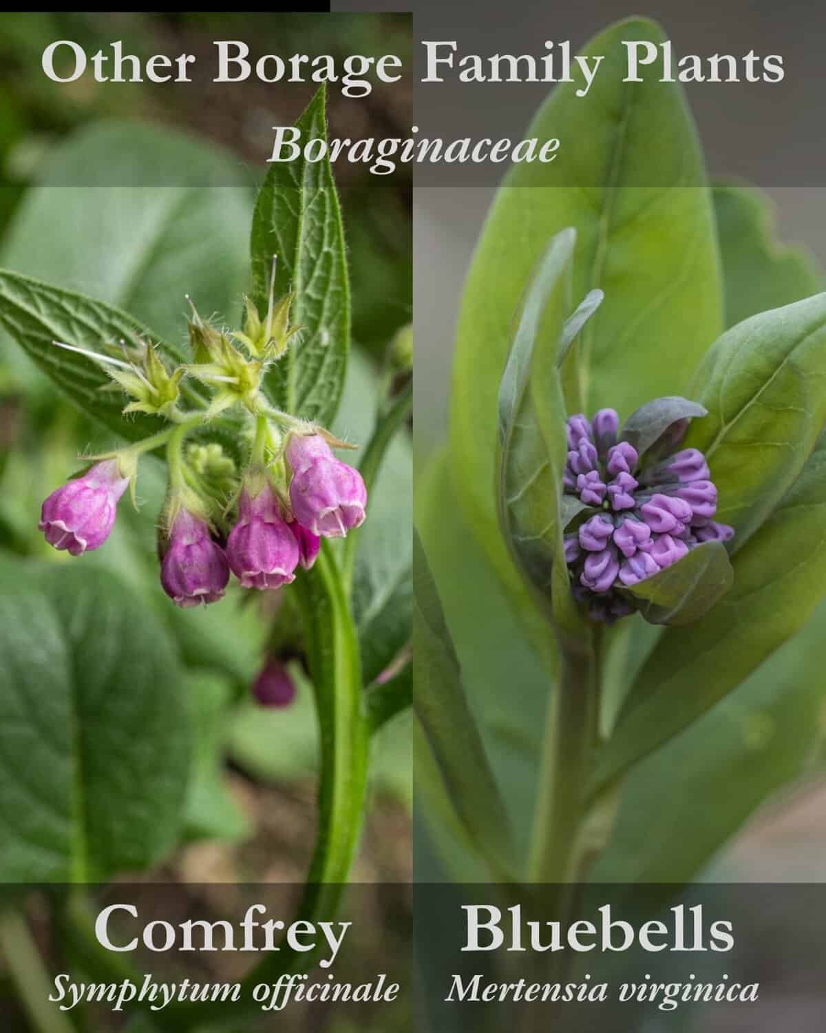 An infographic showing two different Boraginaceae plants: comfrey and Virginia bluebells.