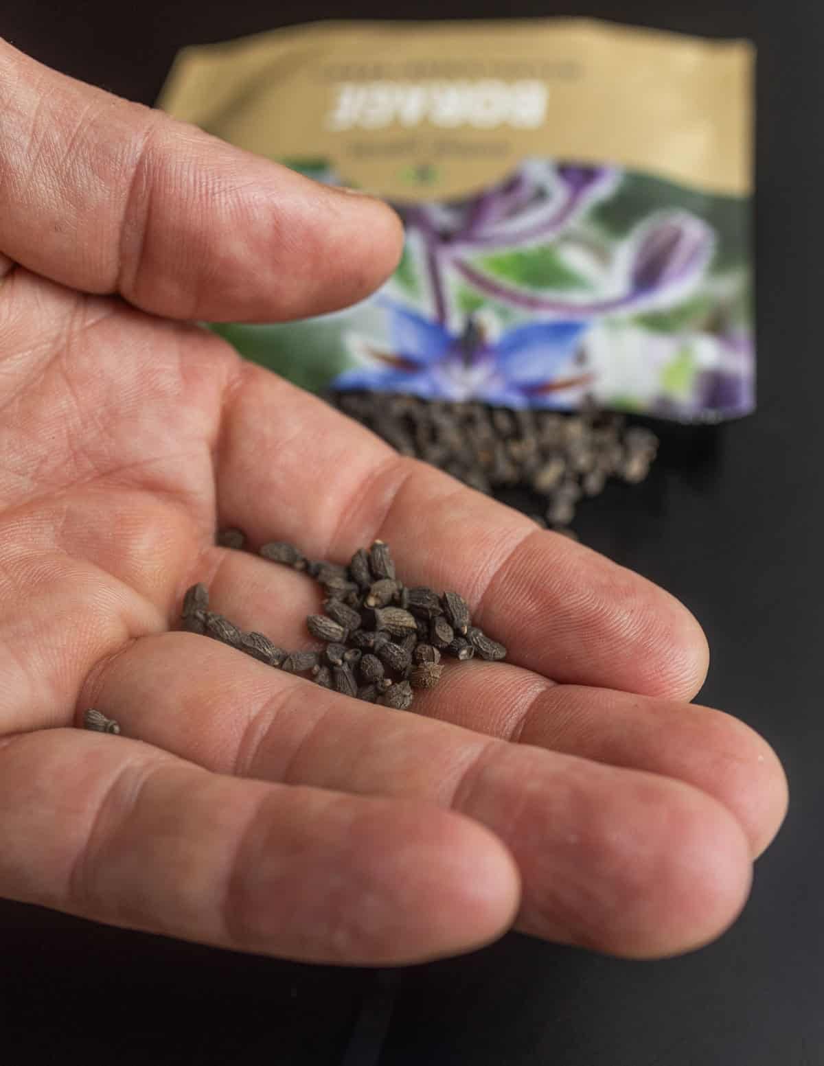 A hand holding borage seeds with a packet of seeds in the background.