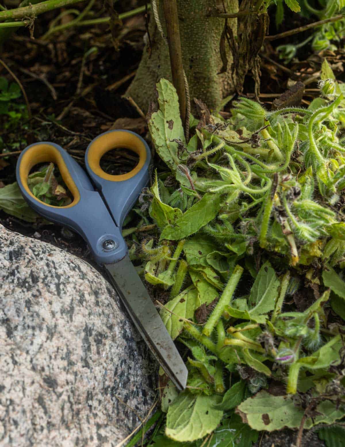 Borage plants cut with a scissors and being used to mulch a hemp plant.