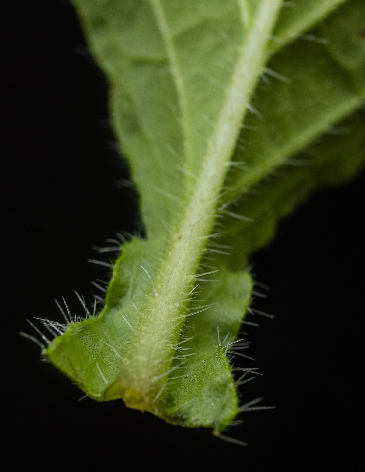 A close up image of the hair stem and leaves of a borage plant.