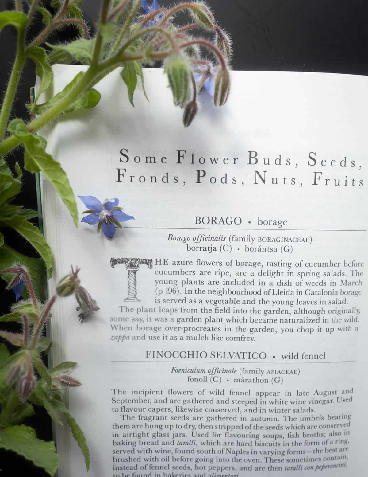 Honey From a Weed by Patience Gray showing a page on eating borage greens with fresh plants next to it.