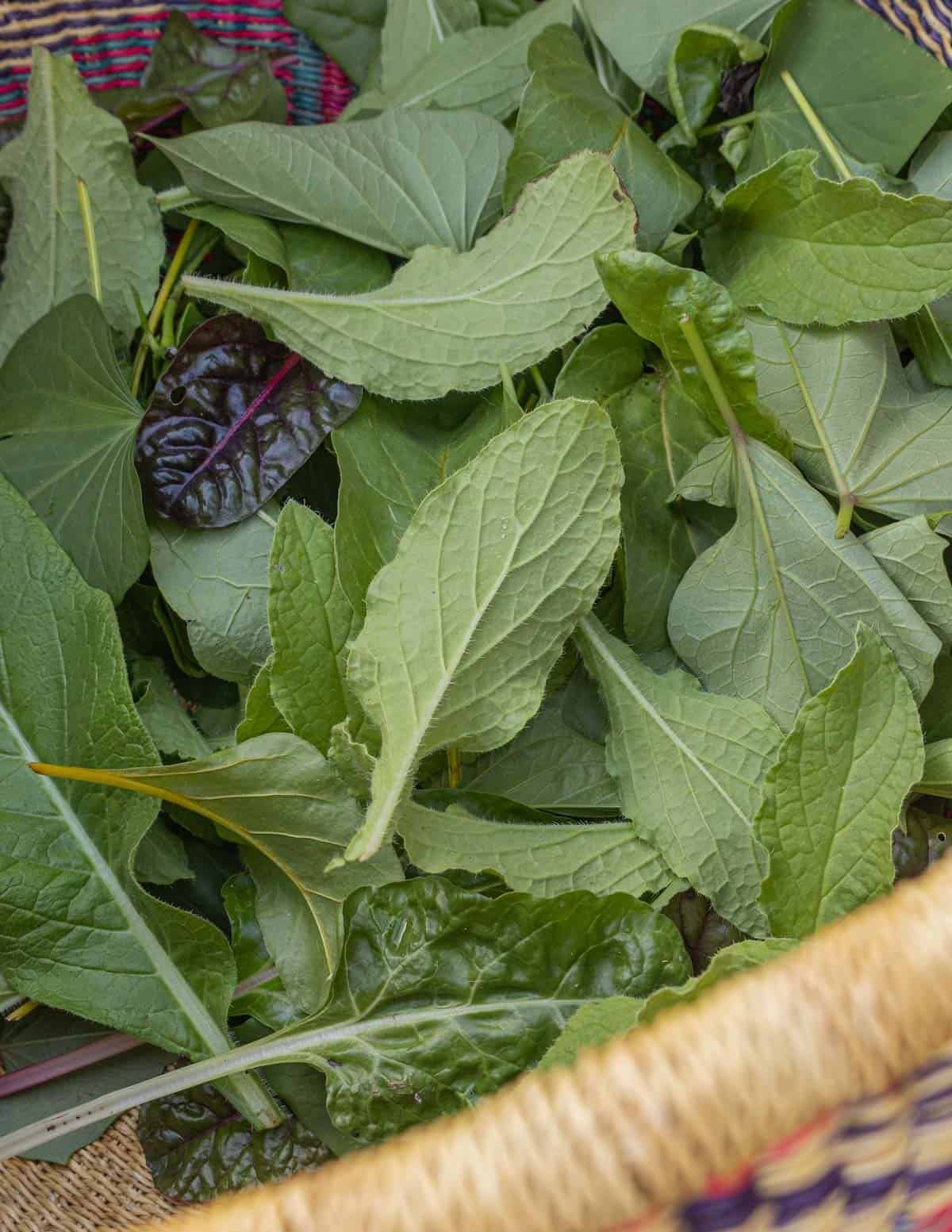 A basket filled with borage, comfrey, beet, chard, and sweet potato greens.