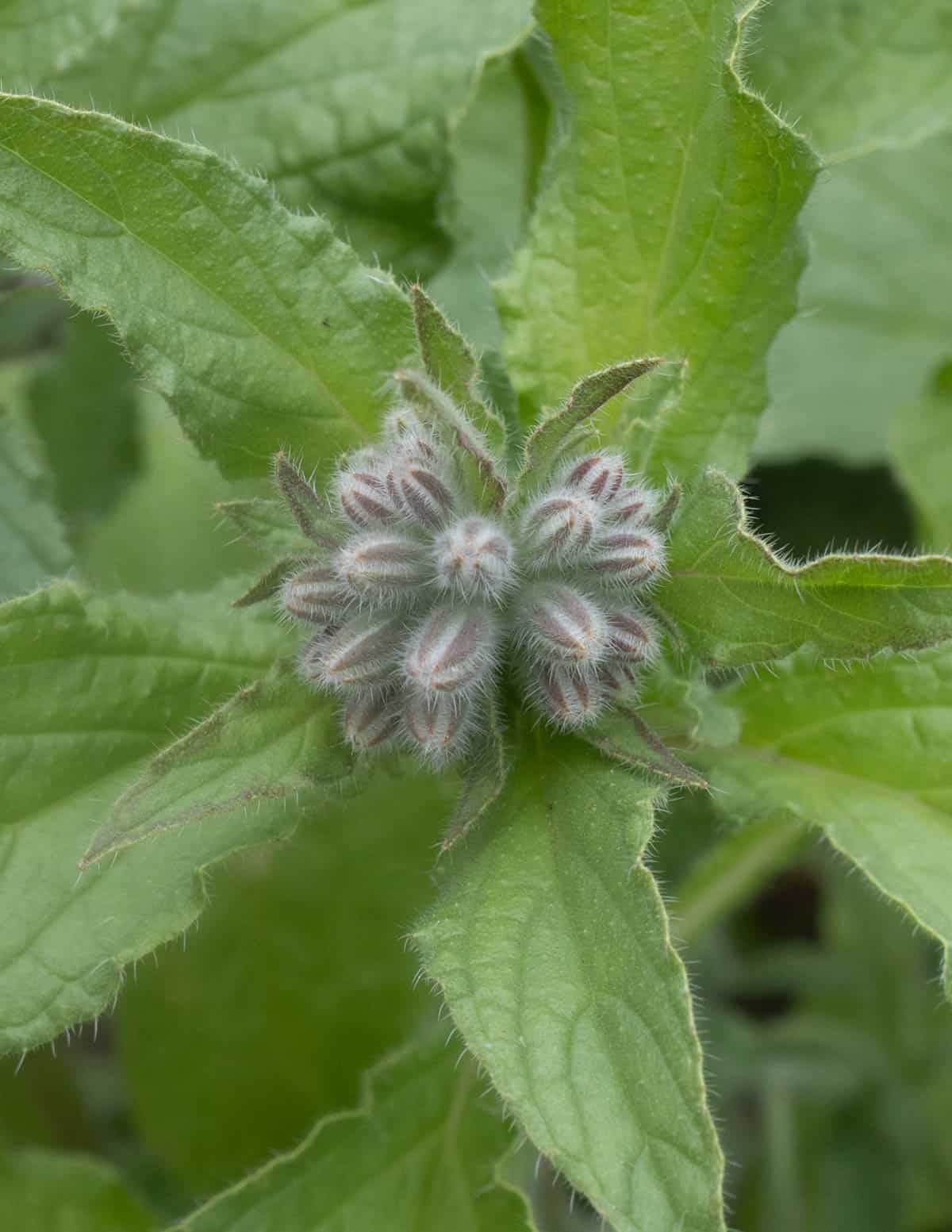 A close up image of young unopened borage flower buds growing in a garden.