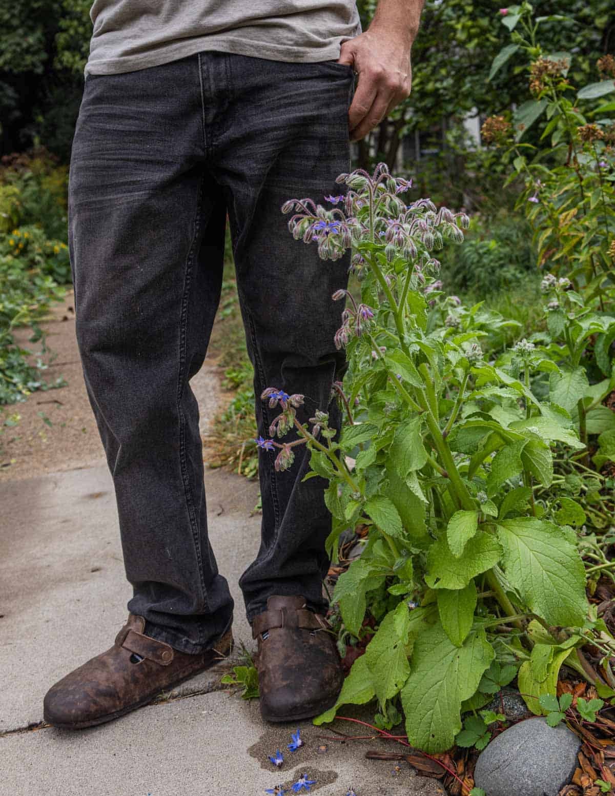 A man standing next to borage plants growing in a front yard.