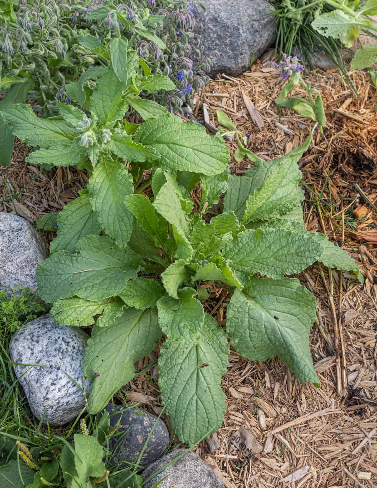 Young borage plants growing in a garden showing basal rosettes.
