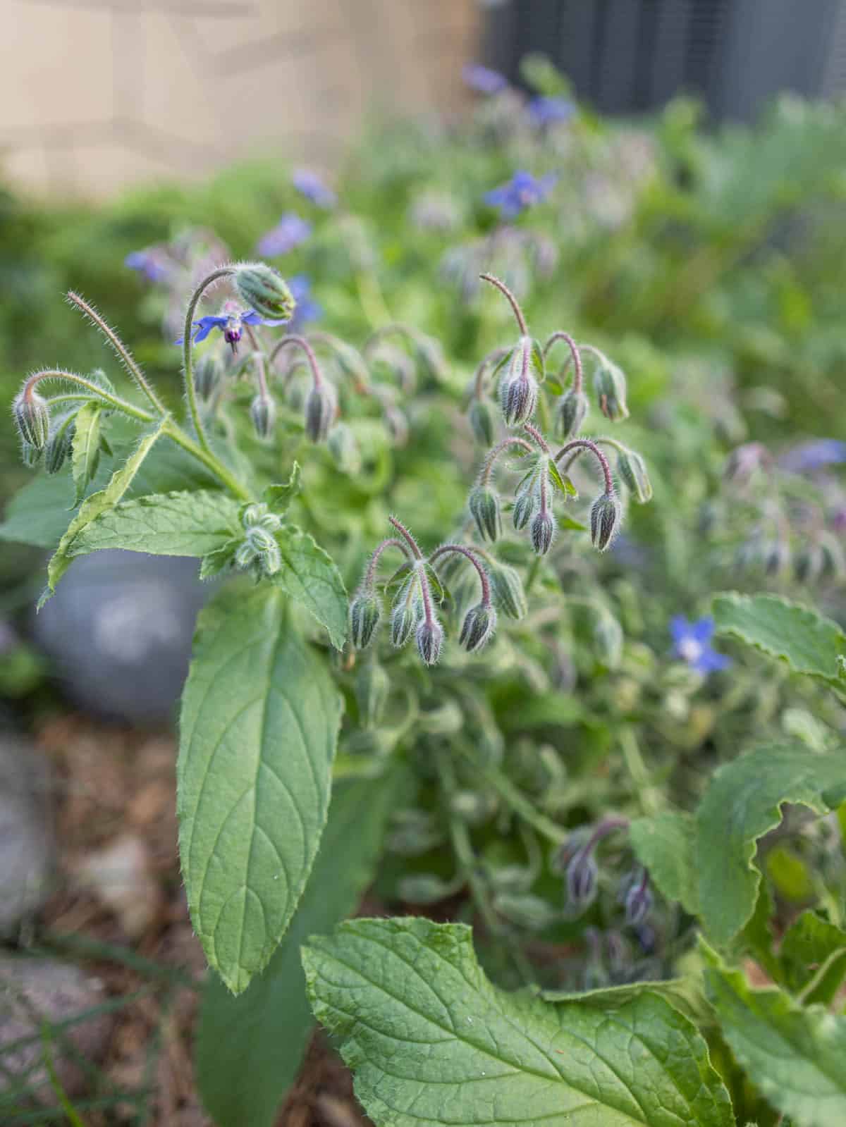Borage plants showing young unopened flower buds. in a garden.