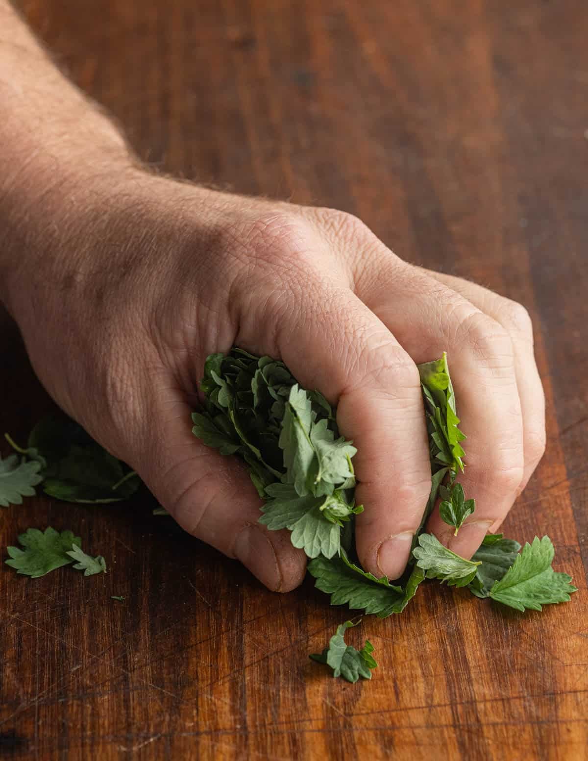A hand grasping a handful of fresh salad burnet leaves getting ready to chop like parsley.