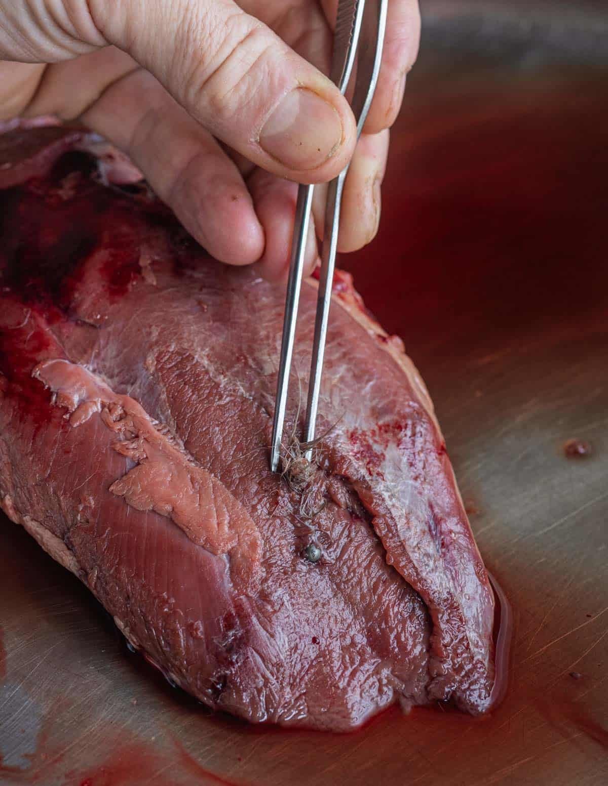 Using a tweezers to remove feathers pushed inside of a goose breast from buckshot.