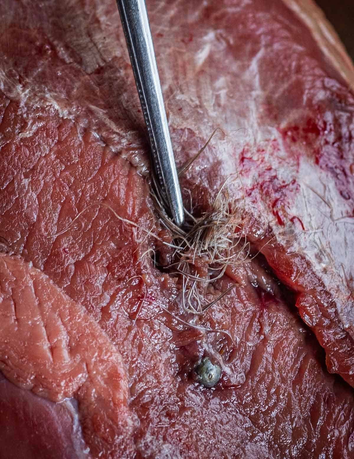 A close up image of a tweezers removing shot and feathers from a Canada goose breast.