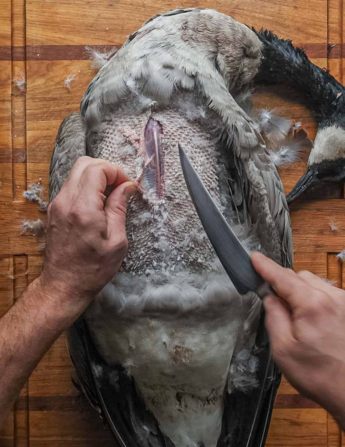 A top down image of making an incision in a plucked Canada goose so the skin can be peeled back to reveal the breasts.