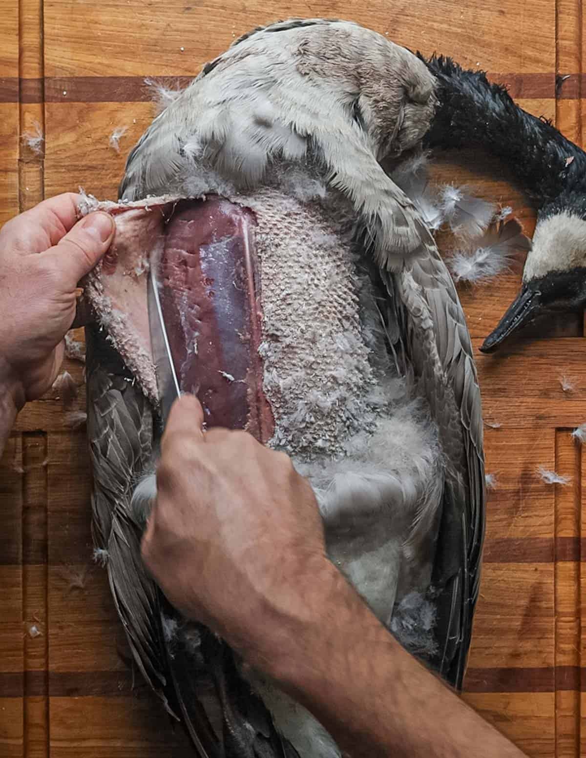 Peeling back the skin of a Canadian goose to reveal the breast meat.