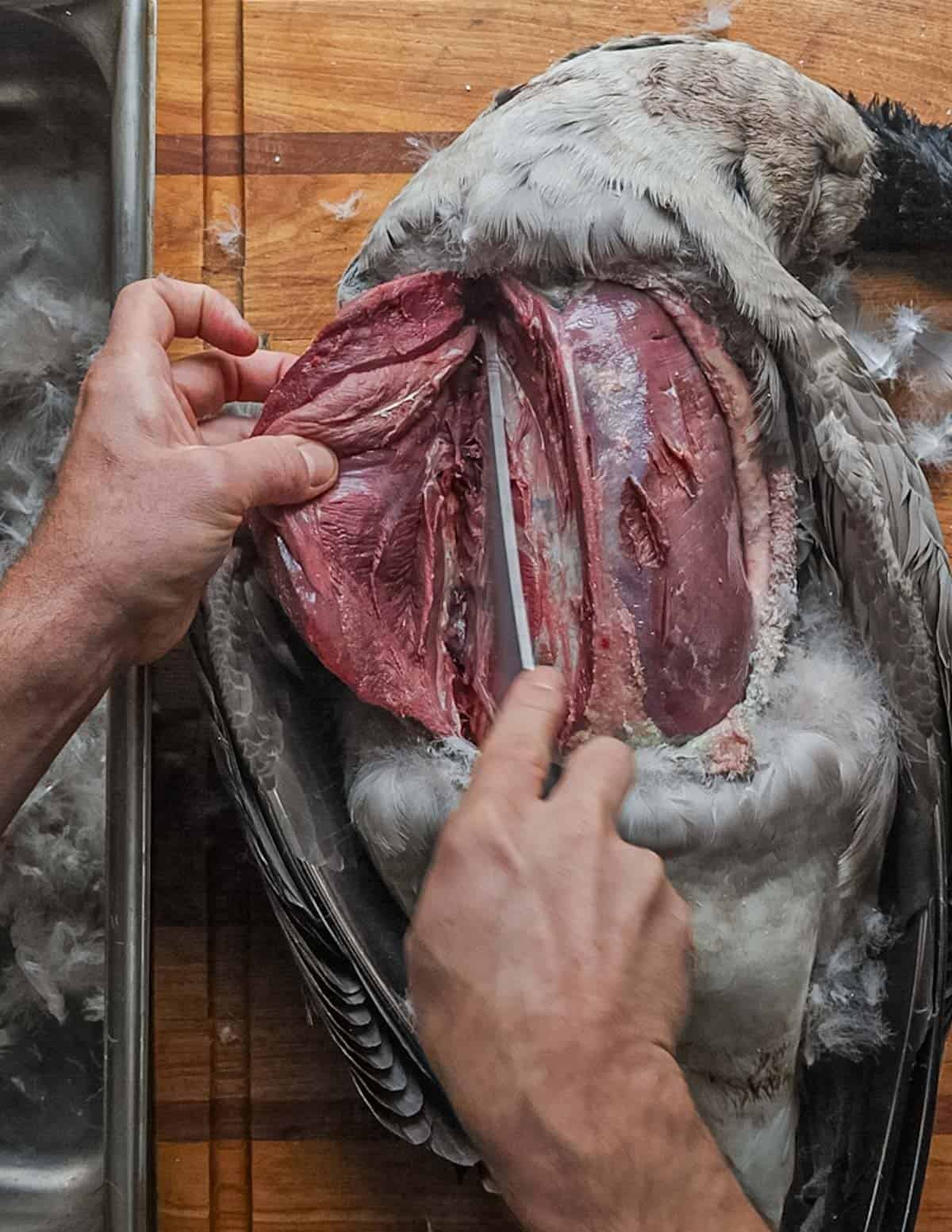 A hand using a boning knife to remove the breast from a Canadian goose.