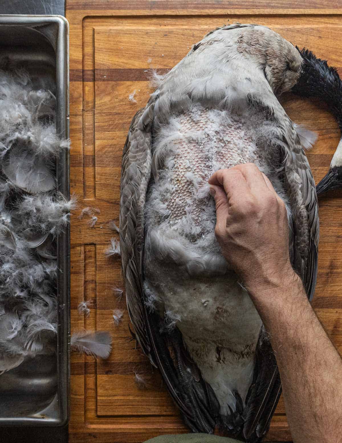 A hand plucking a whole Canada goose and removing feathers from above the meat.