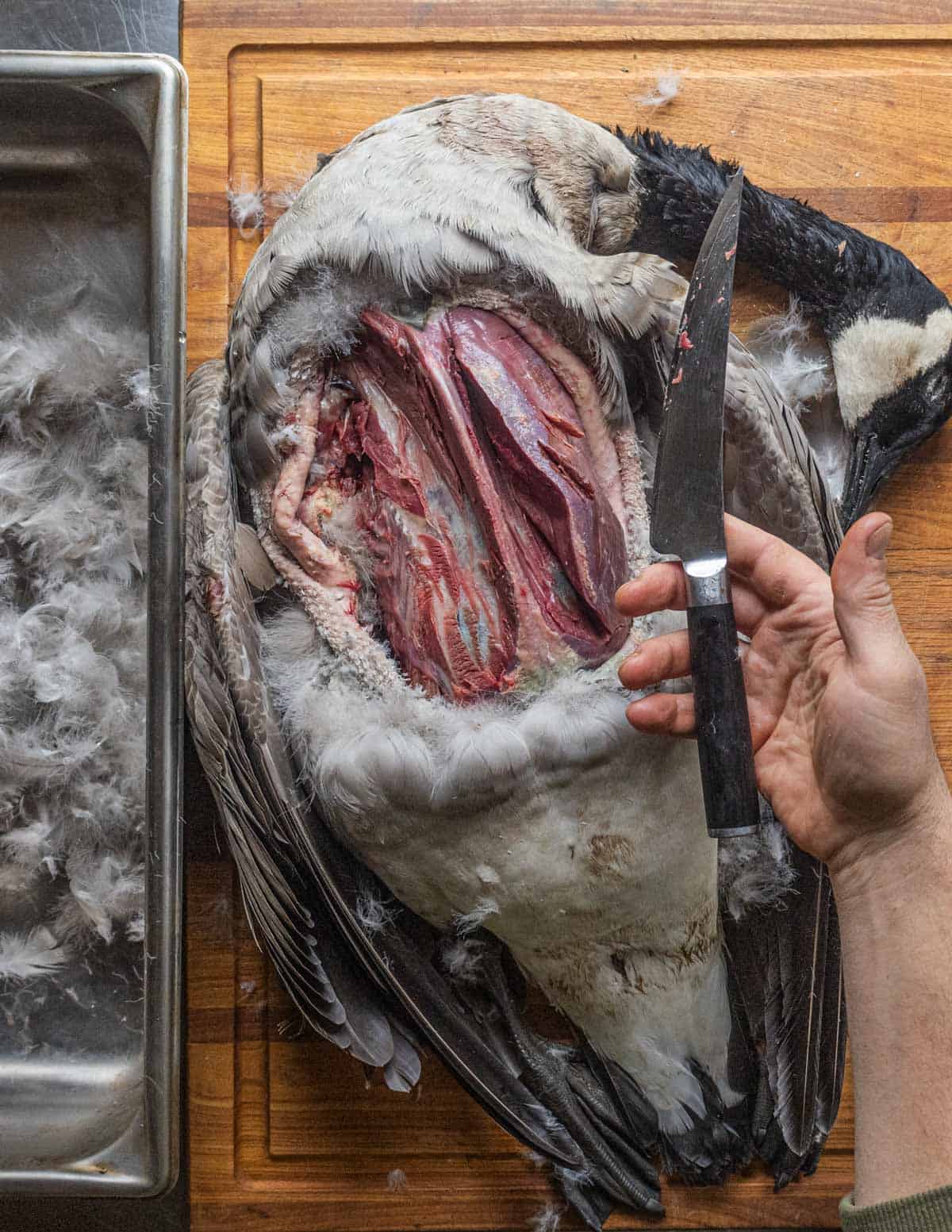 A hand holding a boning knife above a whole Canadian goose on a cutting board showing the breasts being removed.
