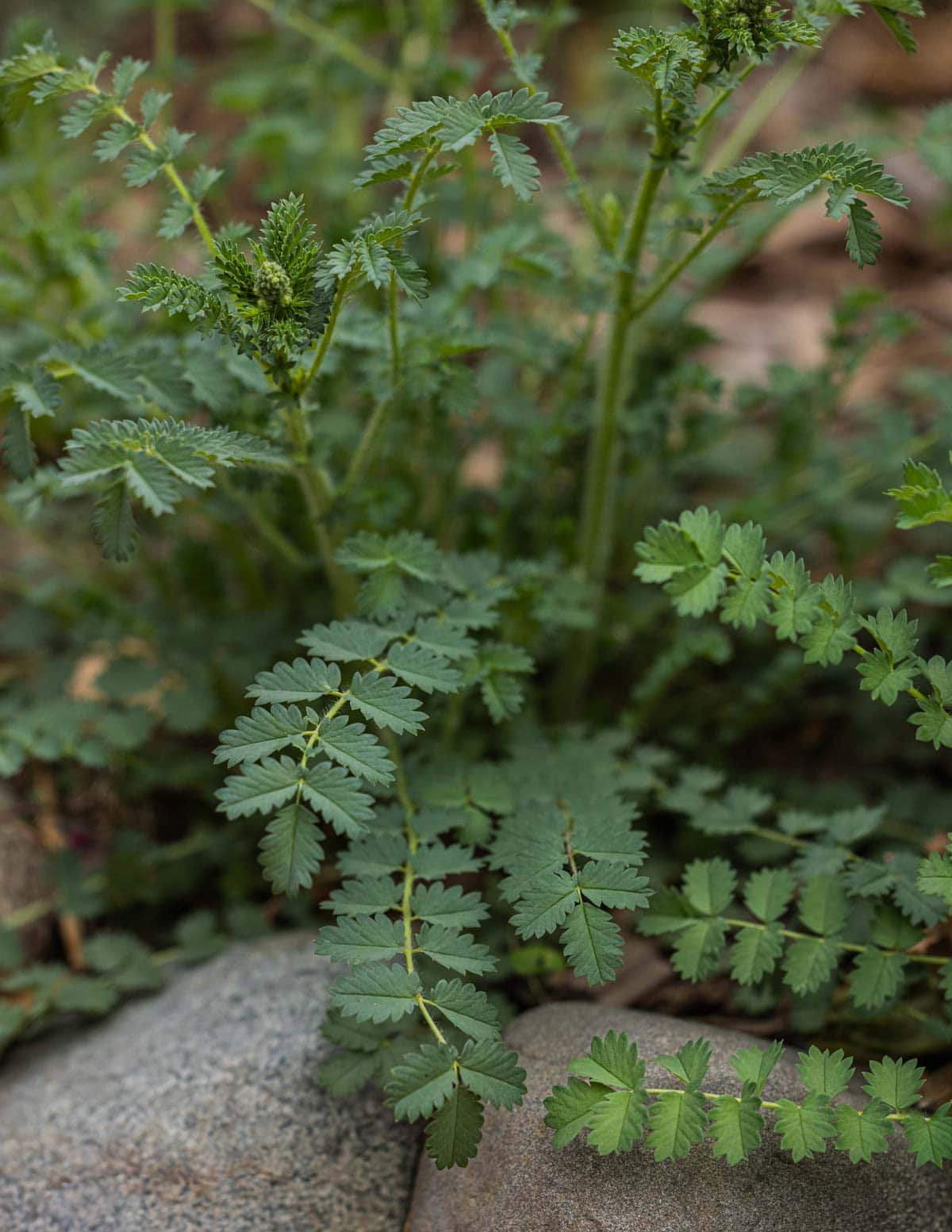 Fresh salad burnet (Sanguisorba minor) growing in a garden showing flower stalks and young flowers.