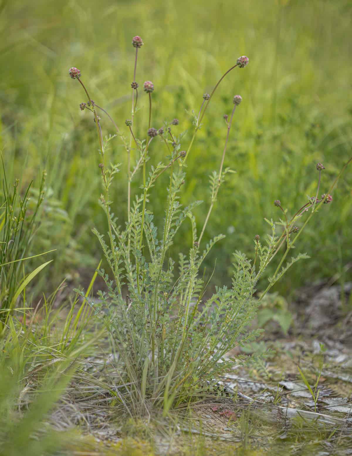 Wild salad burnet growing in a forest in the Upper Peninsula of Michigan.