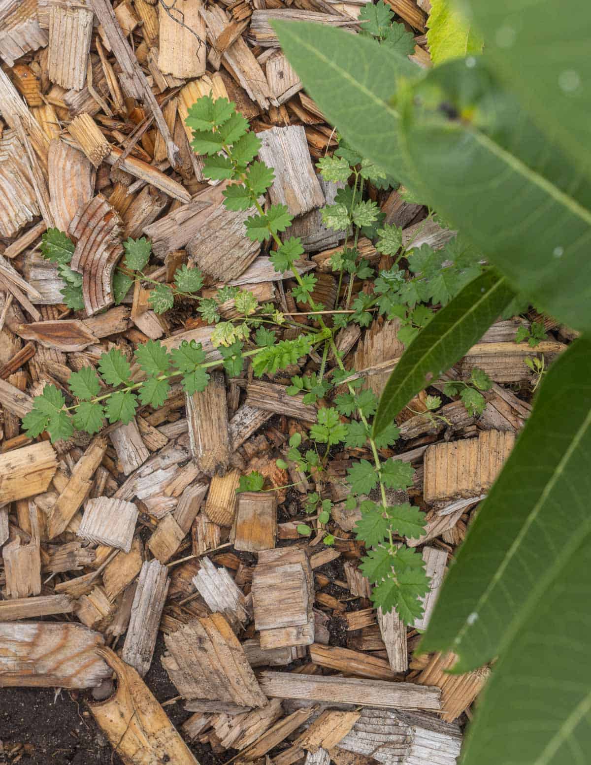 A very young salad burnet plant growing next to milkweed in a garden.
